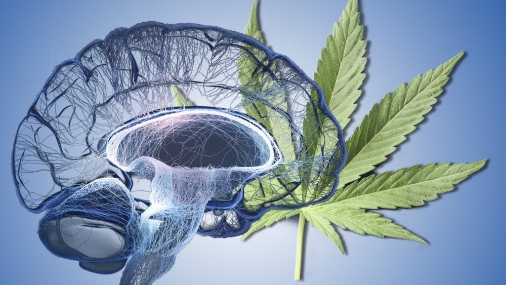 cannabis-brain-effect.jpg