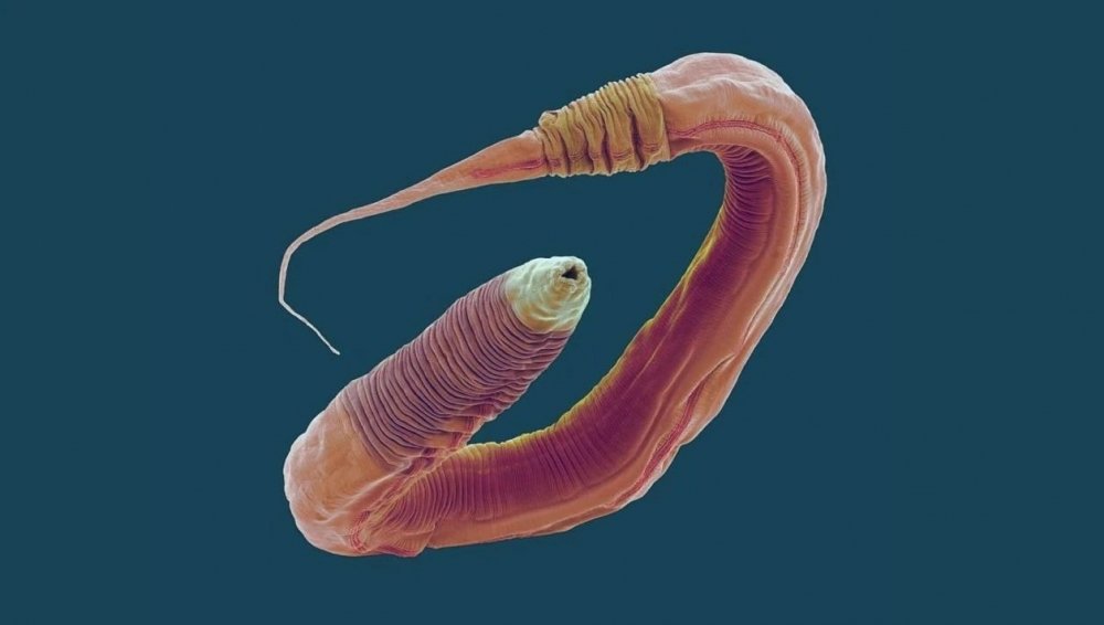 cbd-worms.jpg