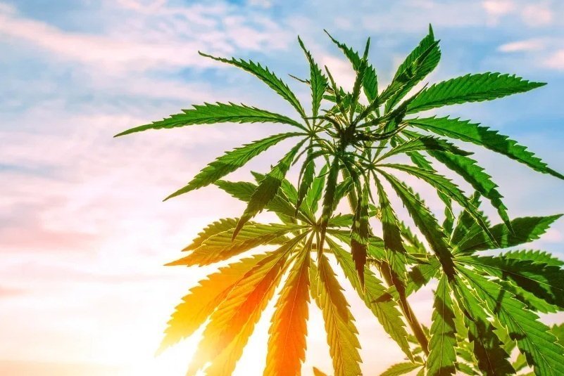 hemp-eu-grow(1).jpg