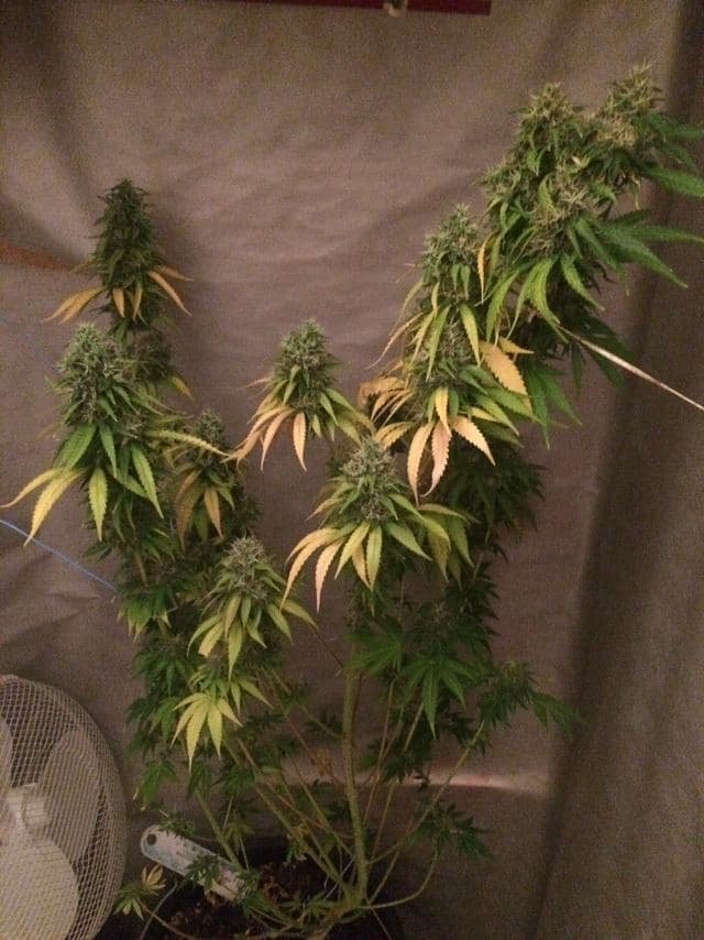 photo_2020-11-26_16-07-25.jpg