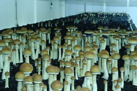 psilocybin-grow.jpg