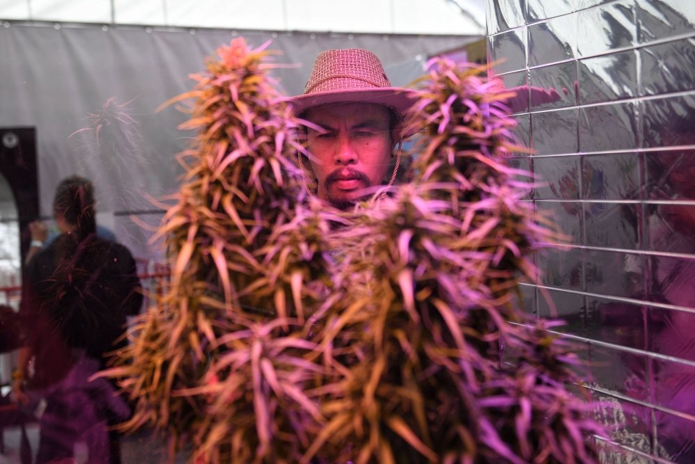 thailand-cannabis-grow.jpg
