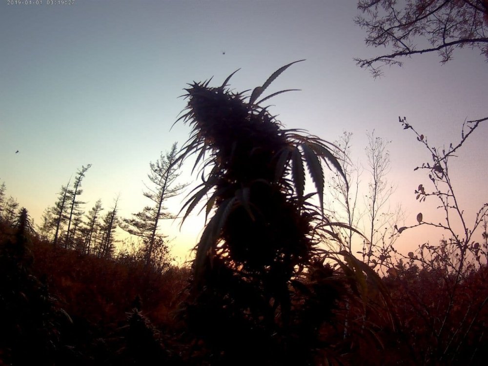 1001475260_.thumb.jpg.aa9047d7d39689bf902e0e391d78997b.jpg
