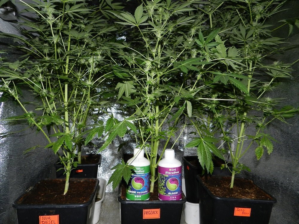 1500680234_SourDiesel...Prozack.SensiStar.thumb.JPG.bd97551c03ecfdee853805e6ed8b186e.JPG