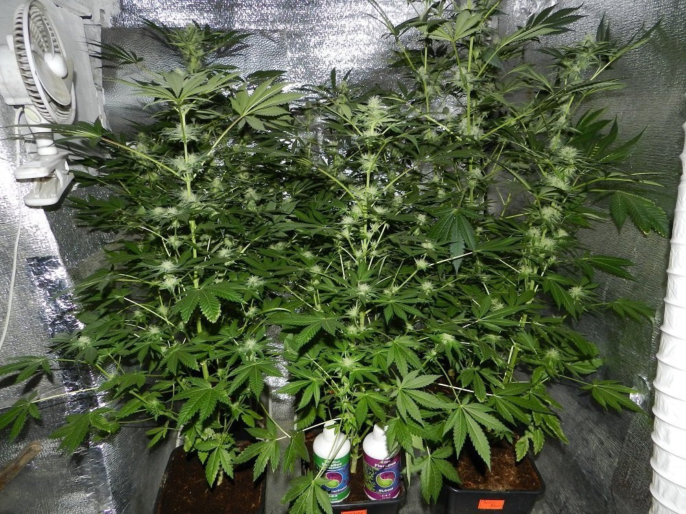 1794263163_SourDiesel...Prozack.SensiStar(2).thumb.JPG.4e5cefb3ece9b9786f2ab74f36b0ce25.JPG