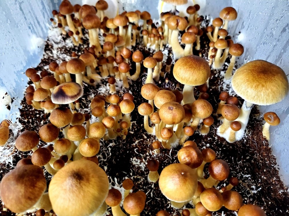 20201124_144902.jpg