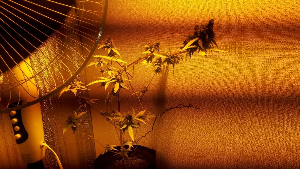 20201215_035224.jpg