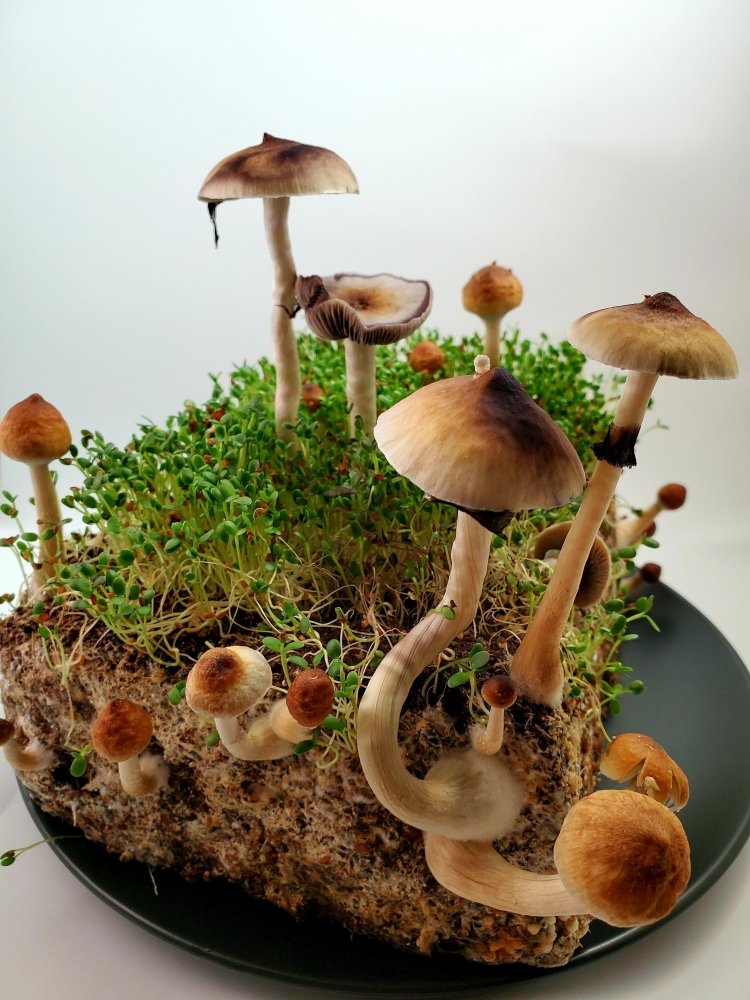 20201215_232500.jpg