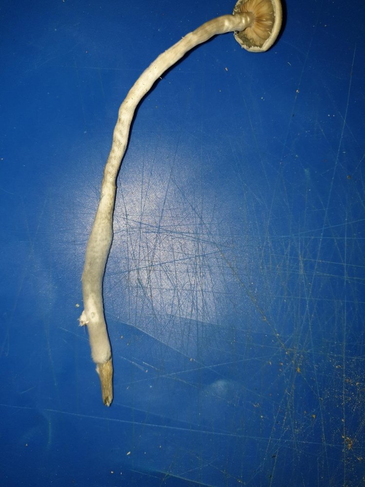20201221_204104.thumb.jpg.e03d2a06b217fc563cb54070bfa3e678.jpg