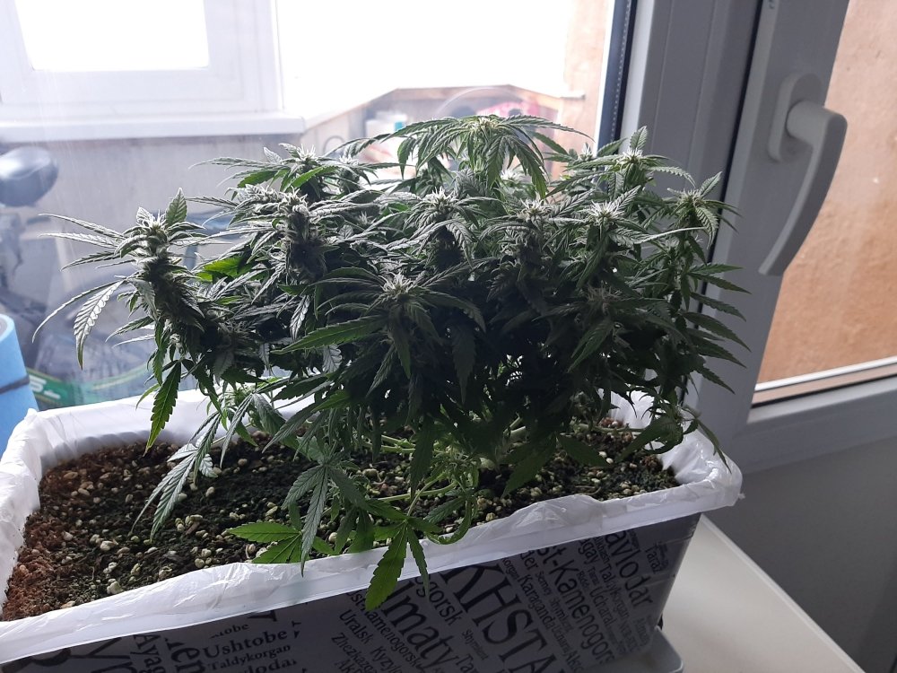 20201230_102734.jpg