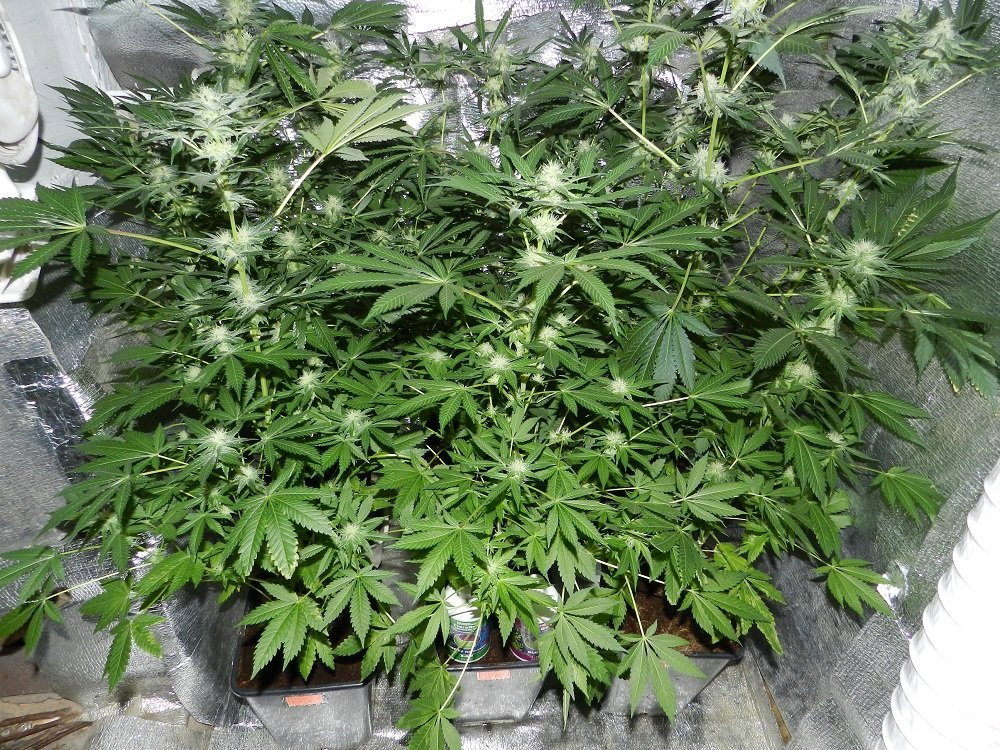 424298365_SourDiesel...Prozack.SensiStar(3).thumb.JPG.0c5c8ee986bd148eb7f4b35c3977f7ac.JPG
