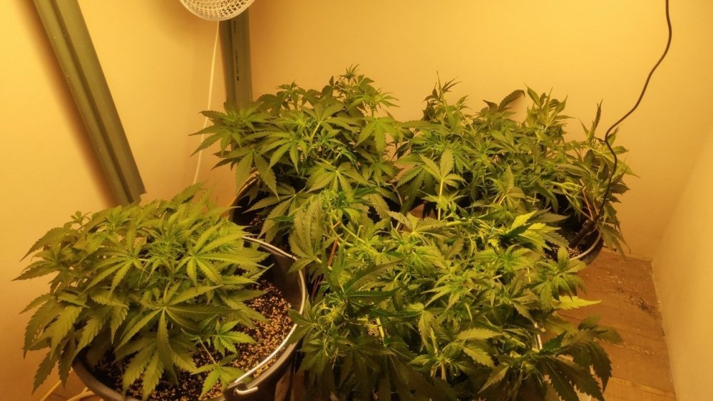 IMG_20201204_011610_795.jpg