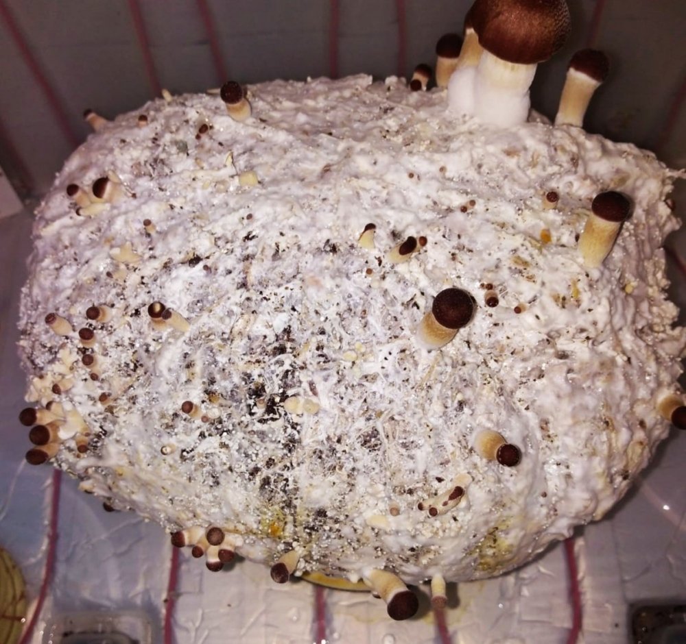 IMG_20201210_091406.thumb.jpg.7e28b7e7d77858feb2ea2f0e784989ee.jpg
