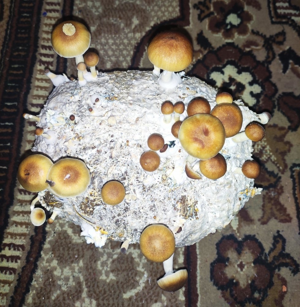 IMG_20201215_073218.thumb.jpg.e20e808c78f555d6d0e7b6bf952f2a22.jpg