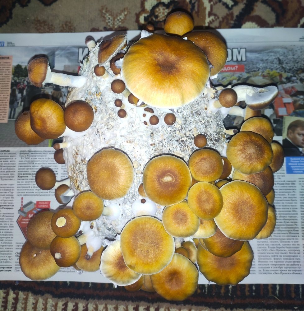 IMG_20201215_073444.thumb.jpg.9af8d131719bad2450f3dfd952e8c908.jpg