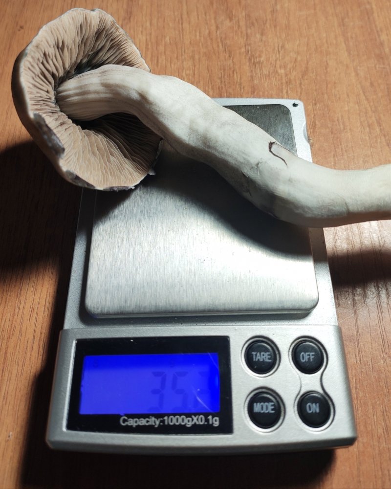 IMG_20201227_033958.thumb.jpg.4dd1d6d06cab3a9ae1eebf5381920880.jpg