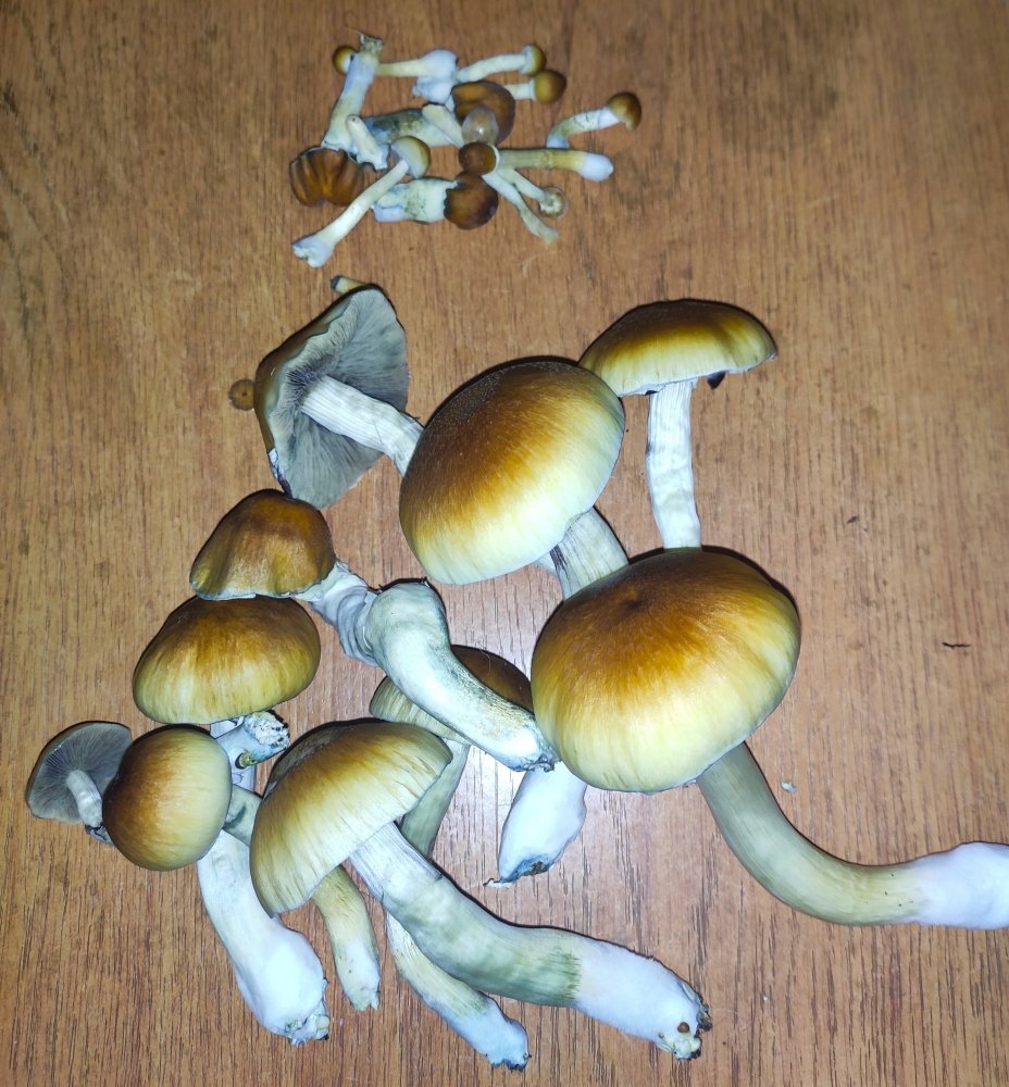 IMG_20201227_164458.thumb.jpg.aeb3aaca4557160b1ec68a823239d41f.jpg
