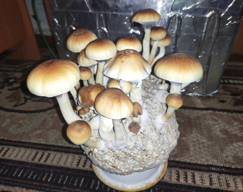 IMG_20201227_164645.thumb.jpg.f2d6693a9514abb547e689d6fd7ce508.jpg
