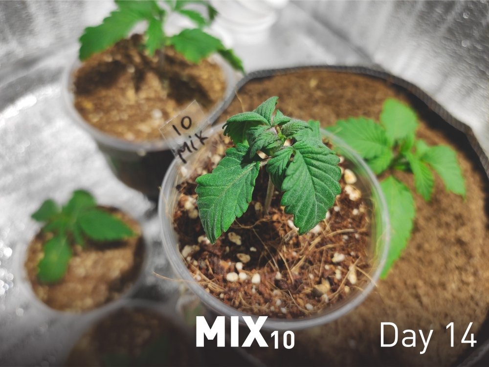 MIX10-0212.thumb.jpg.66bc028e1c8c683e0a5b8a09e502c597.jpg