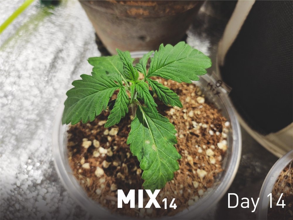 MIX14-0212.thumb.jpg.134a8229747cd3c63b54d6504782da3e.jpg