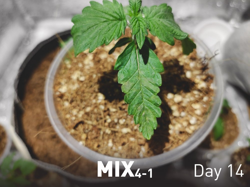 MIX4-1-0212.thumb.jpg.0c3371545ebec6953a0ef7e47c9016bc.jpg