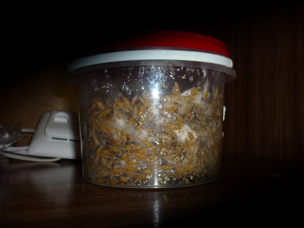 P06.thumb.JPG.c34acdd8df43a91195c9ba00e3d637b3.JPG