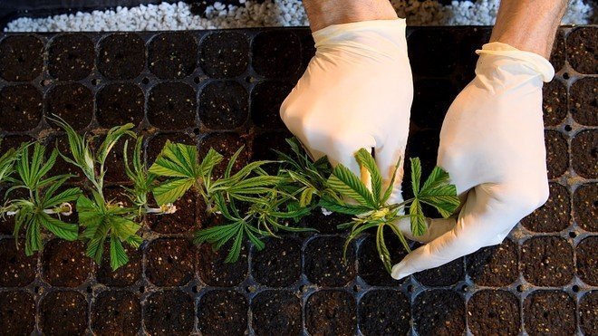 cannabis-academy-sa.jpg