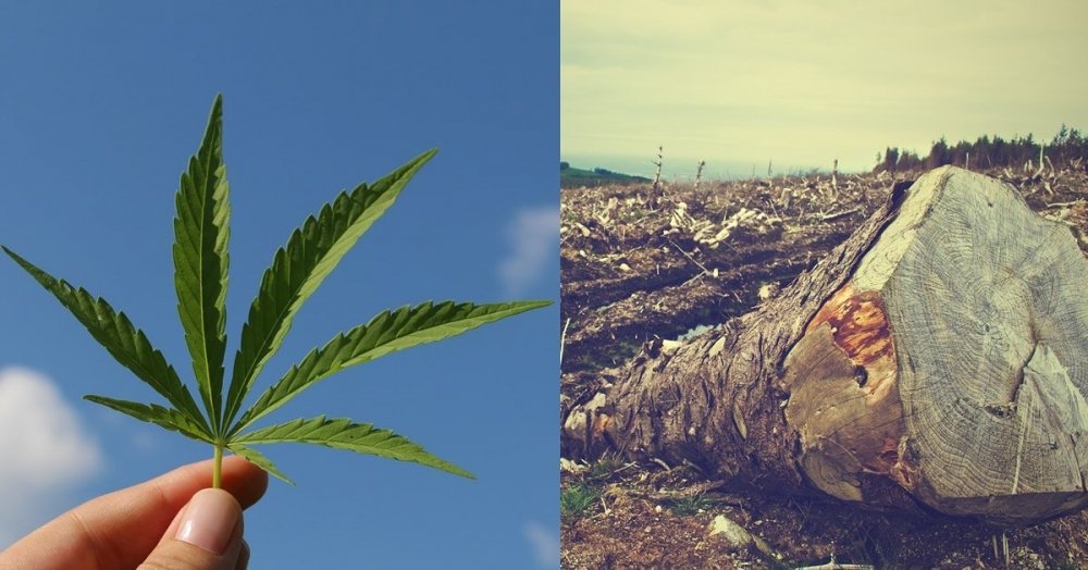 cannabis-forest.jpg