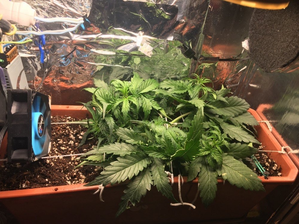 dee.jpg