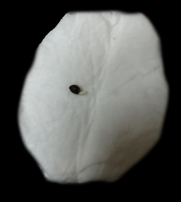 image.thumb.png.aedbfef8864a941688f17fc736cc89b7.png