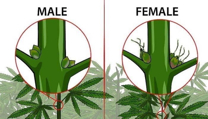 male-female.jpg