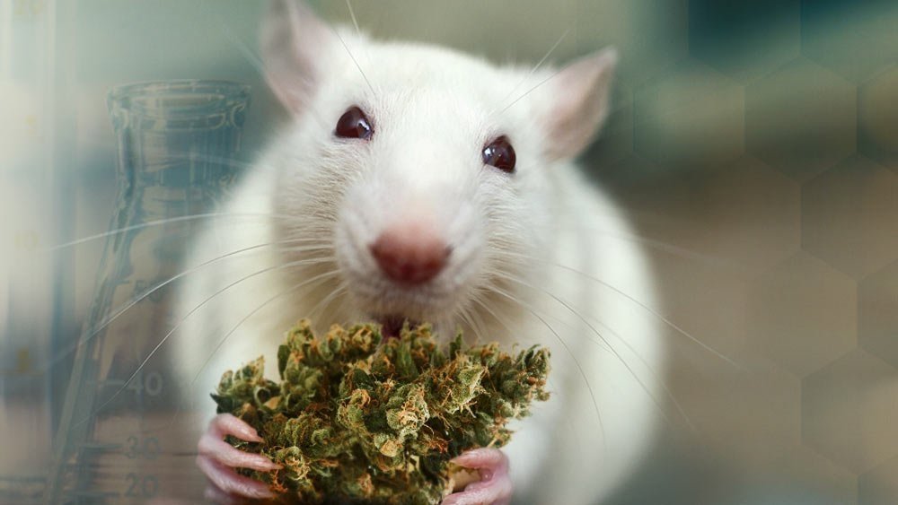 rat-cannabis.jpg