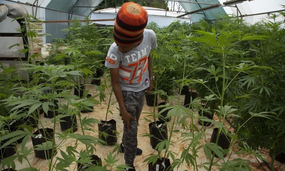 sa-cannabis-farm.jpeg