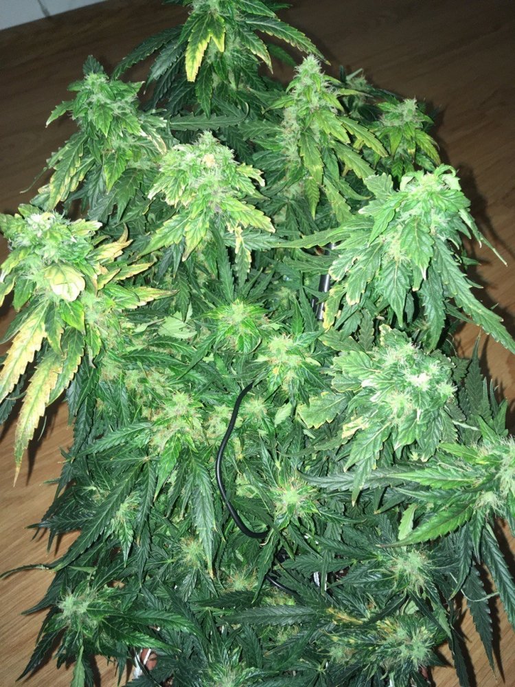 2021-01-15 17.02.38.jpg