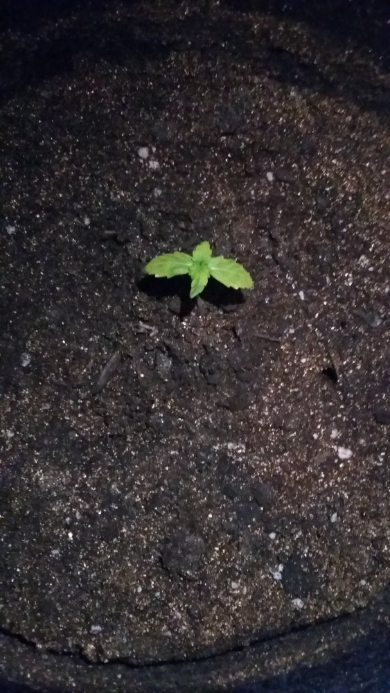 20150307_131908.jpg