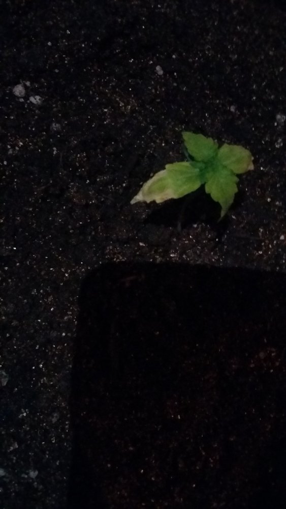 20150310_115228.jpg
