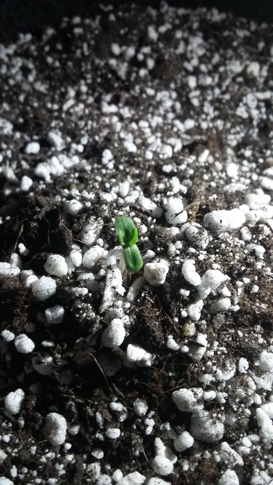 20150324_221611.jpg