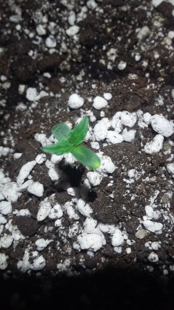 20150326_190218.jpg