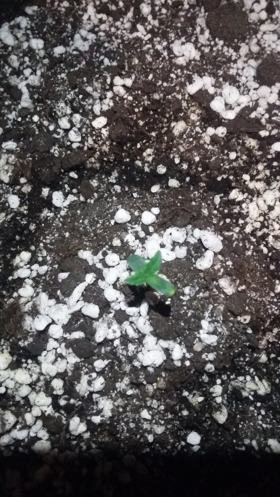 20150326_190225.jpg