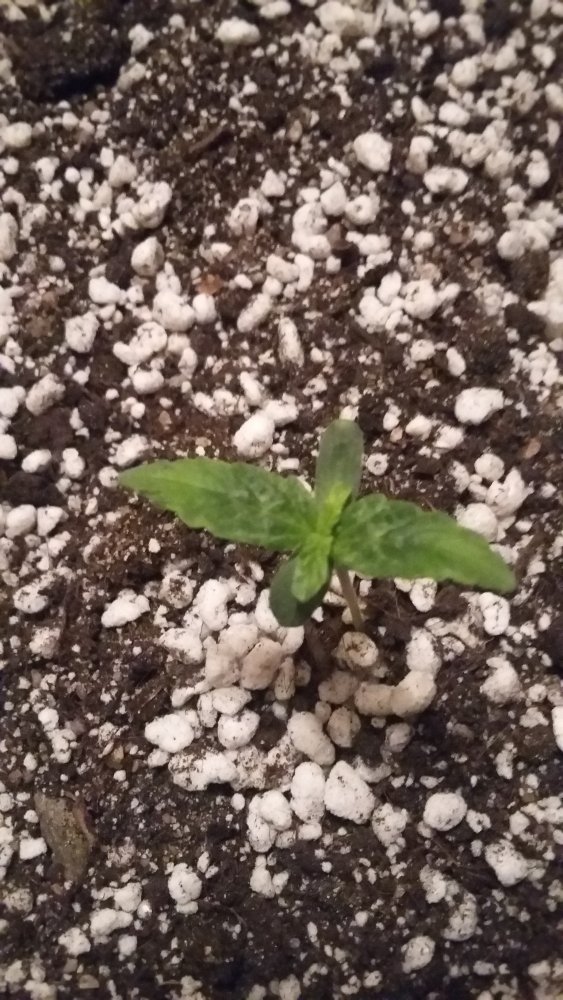 20150330_015114.jpg