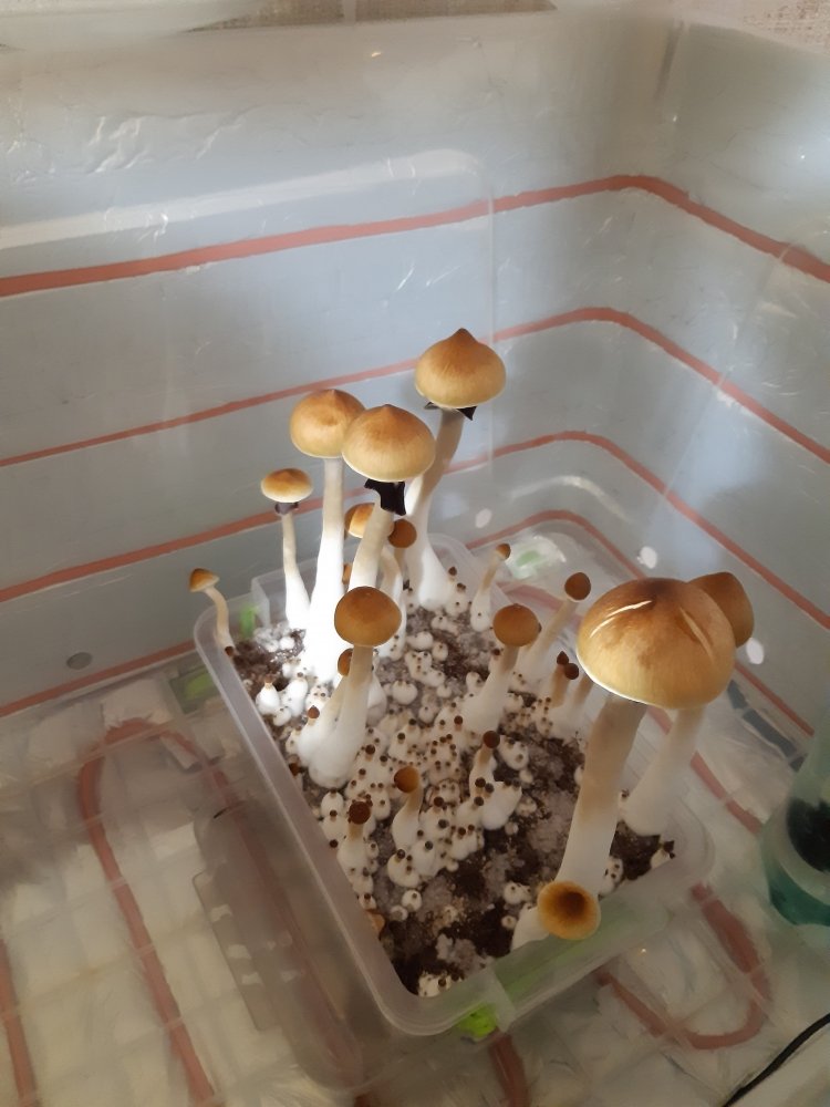 20201228_160802.jpg