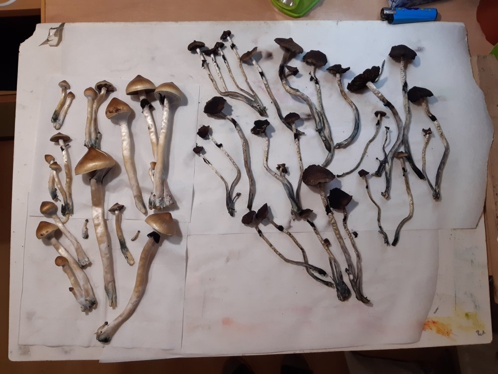 20201228_201334.jpg