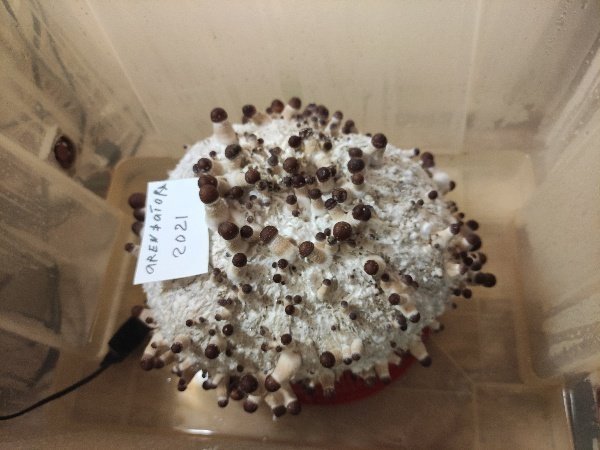 IMG_20210110_173227_copy_600x450.thumb.jpg.4eac7752f7a20441f69d1d1eca0cd389.jpg