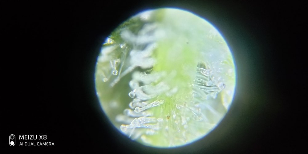P10112-191742.jpg