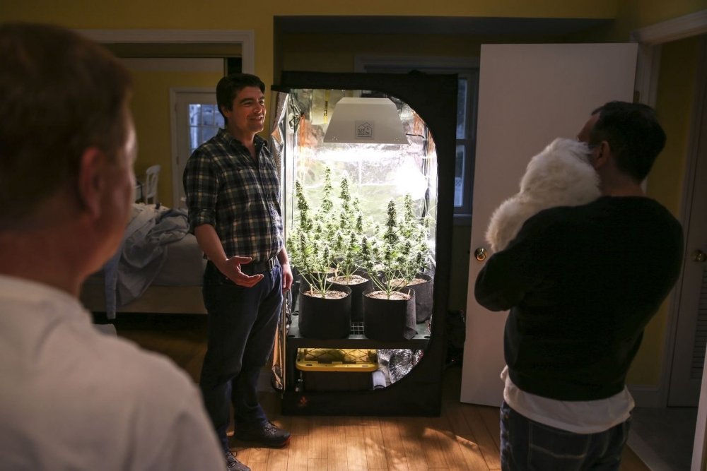 cannabis-grow-at-home.jpg