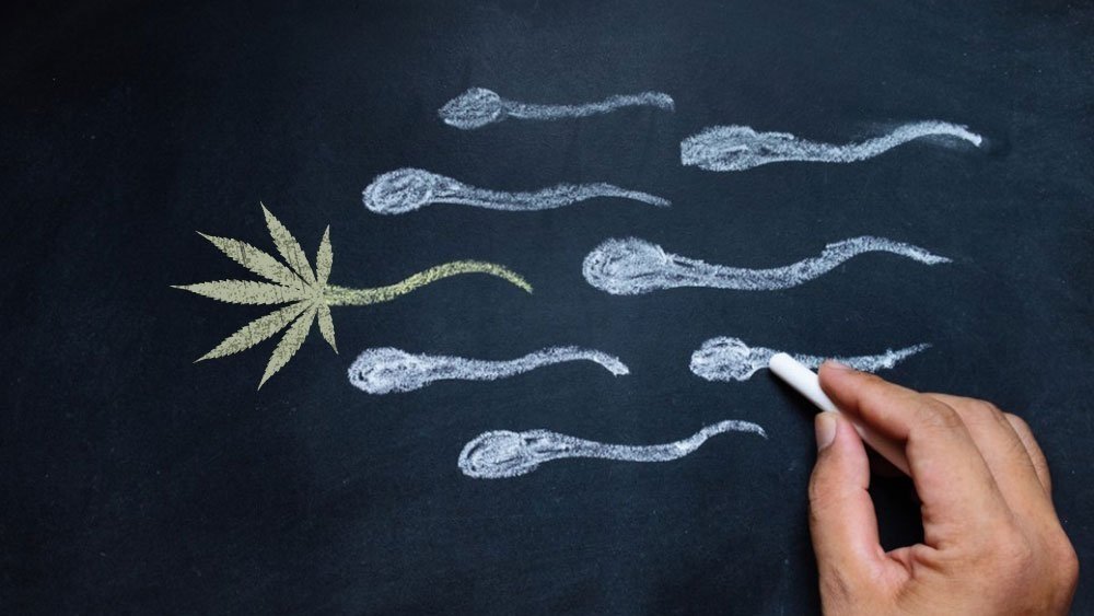 cannabis-sperm-affect.jpg