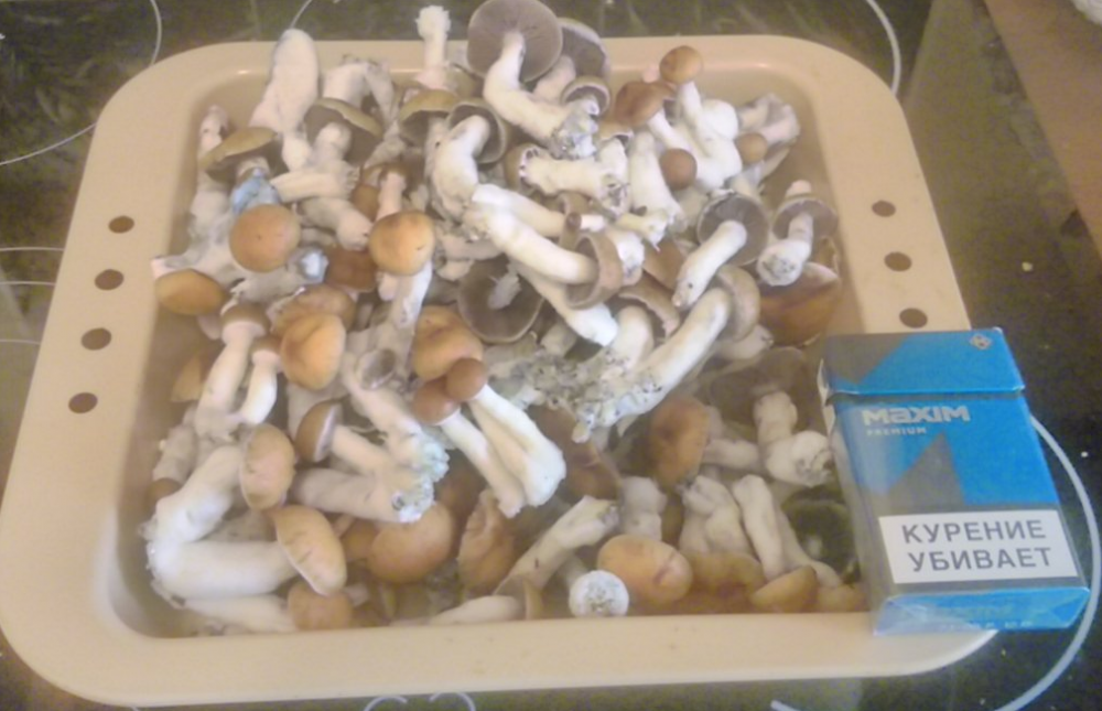 harvest1.png