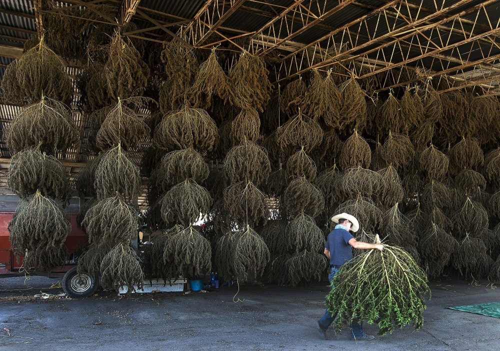 hemp-dry-tennisi.jpg