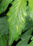 image.png.50bb32031c6478f74280f18d20c14649.png