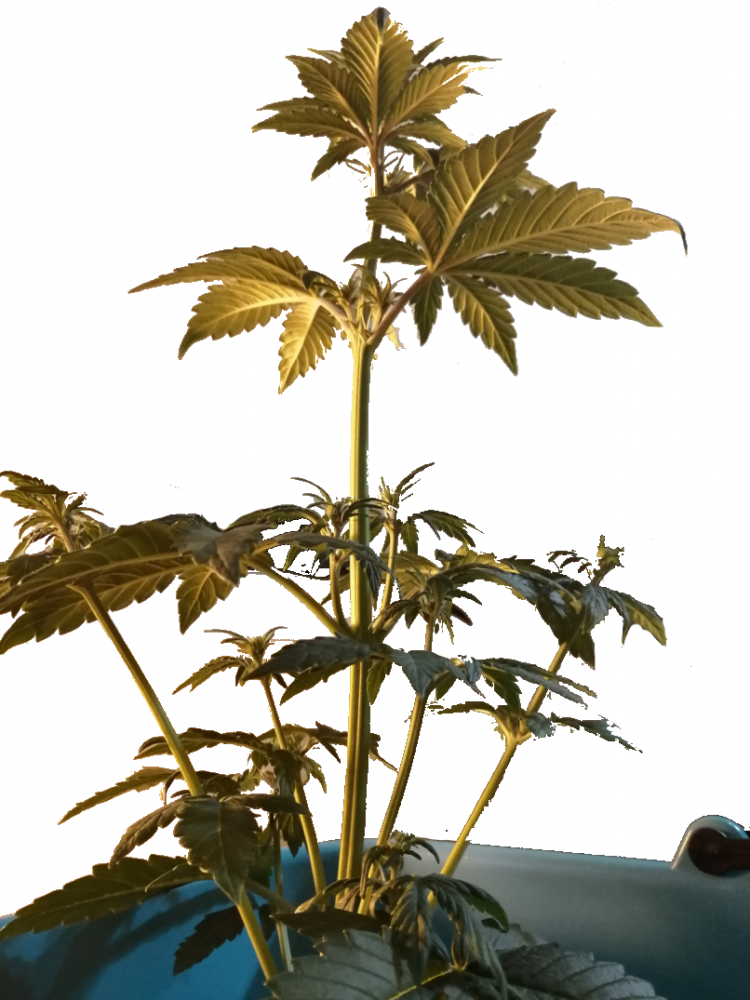 image.thumb.png.2a325f26baffb6f0de4ae1976cc1c54d.png